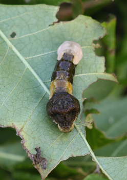 Giant Swallowtail caterpillar
